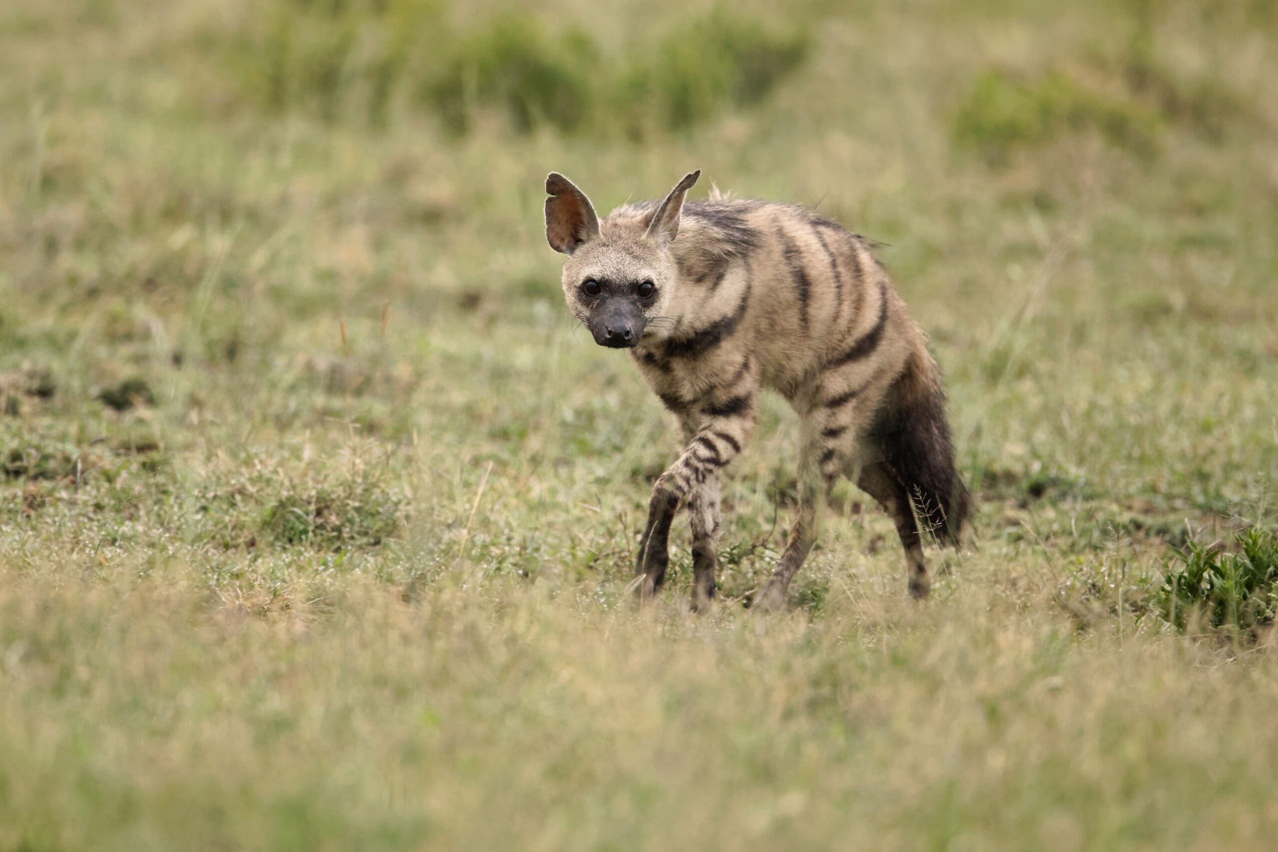 Discover the Rare Animals of an African Safari: Aardwolf, Honey Badger, and Caracal