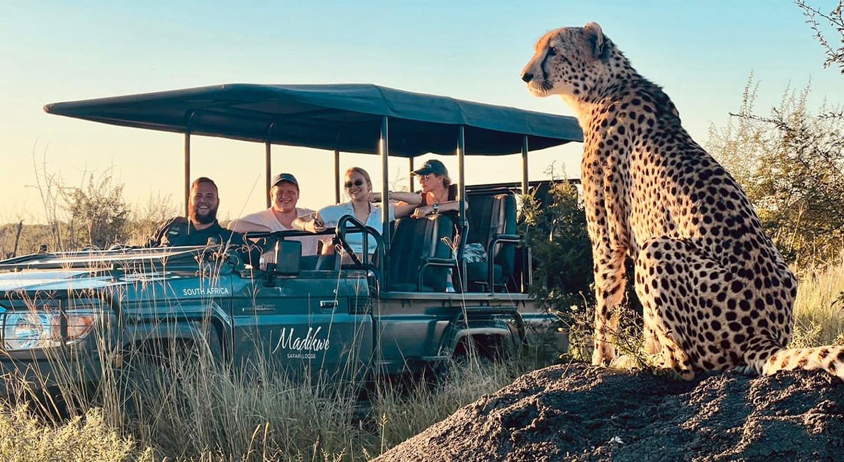 Exploring the Intriguing Life of Cheetah Mothers at Madikwe