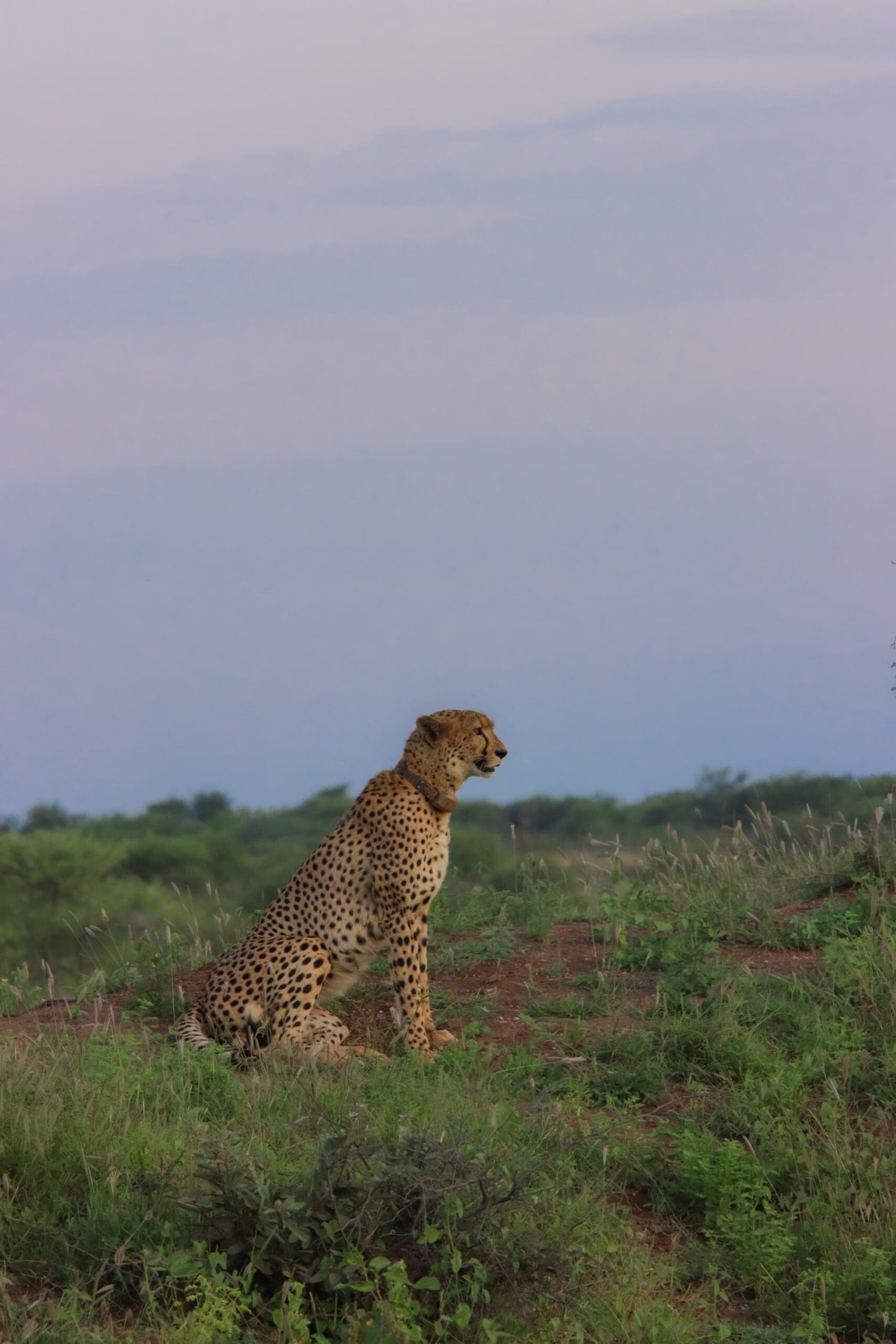 Cheetah resting on open plains in Madikwe Game Reserve