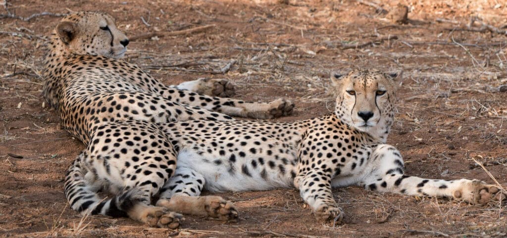 Cheetas lying down