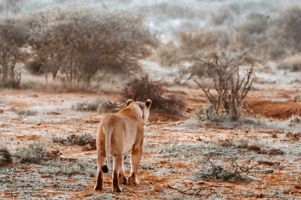 Lion walking through the bush in Madikwe Game Reserve