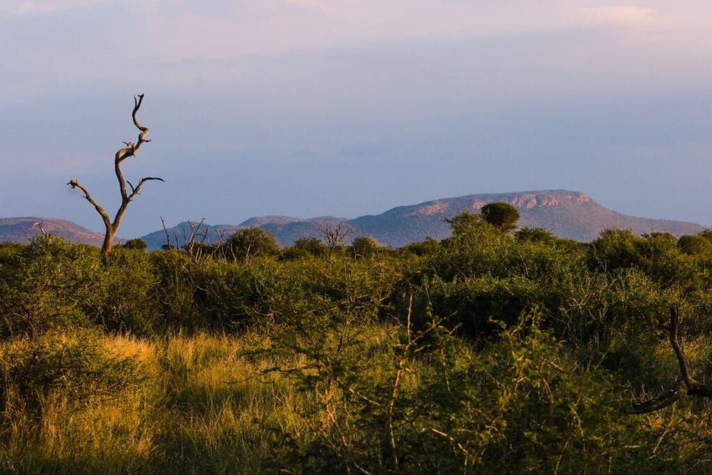 Open bushveld landscape in Madikwe Game Reserve under wide African skies