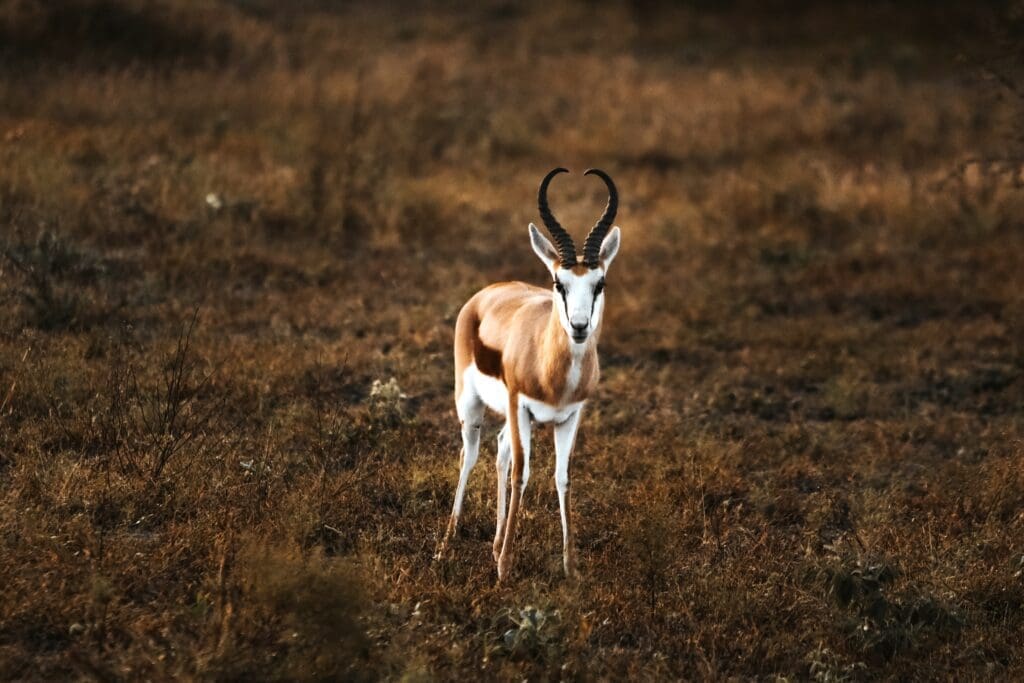 Springbok