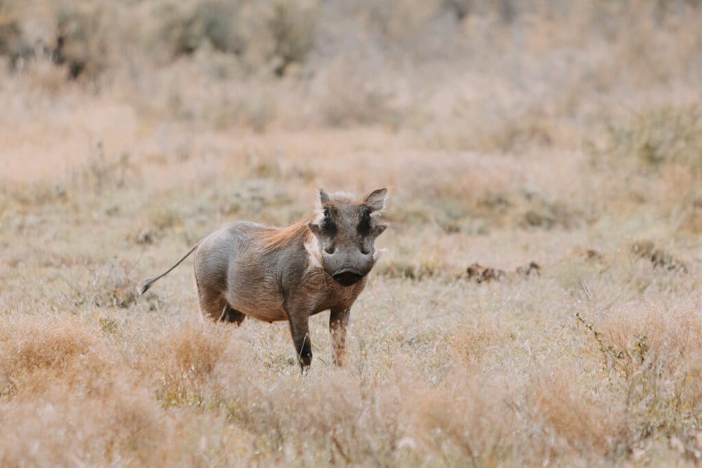 Warthog
